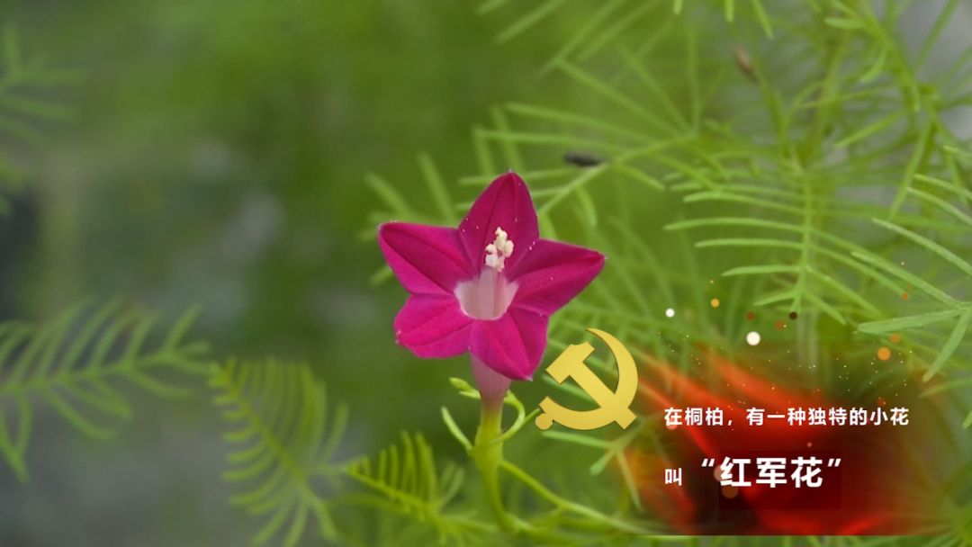 再走红二十五军长征路 ▎世上有朵美丽的花,淮河源头吐芳华
