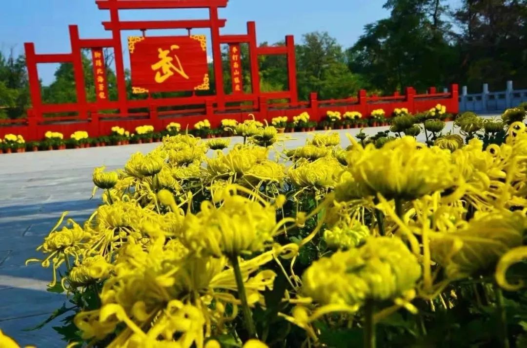 交响音乐会、国际动漫节、自行车赛……菊香十月，开封有约