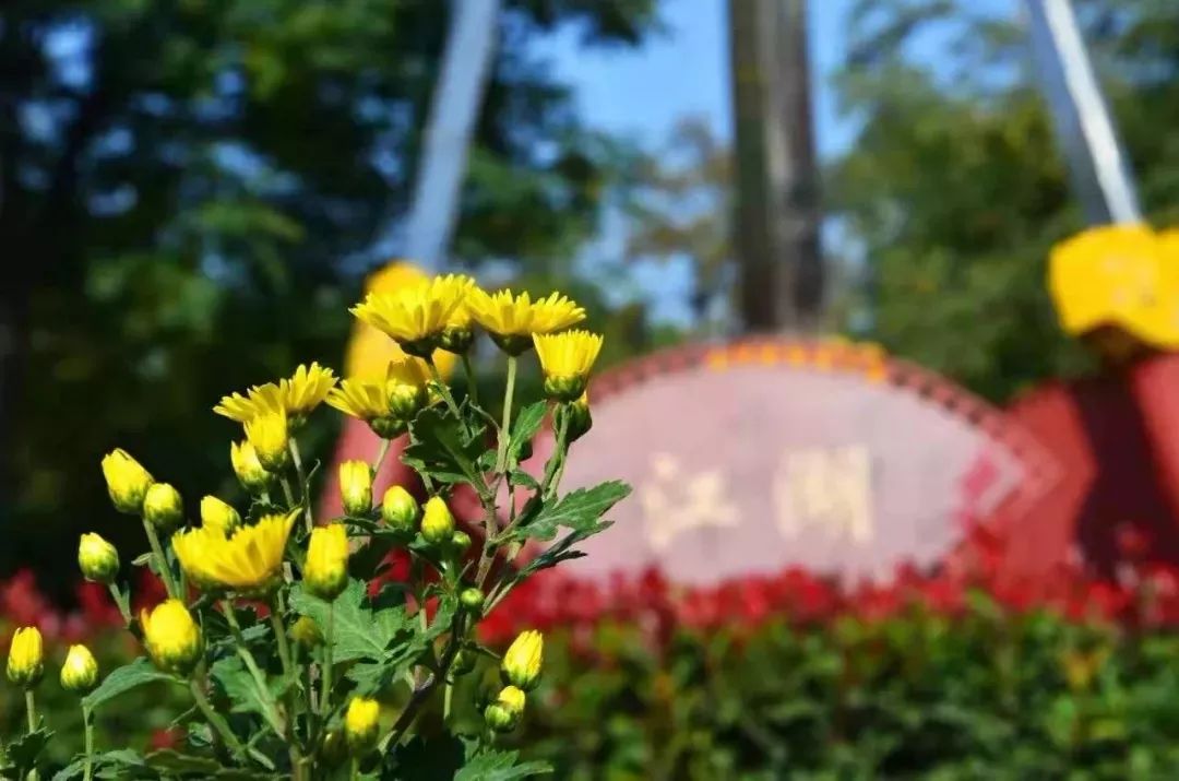 交响音乐会、国际动漫节、自行车赛……菊香十月，开封有约