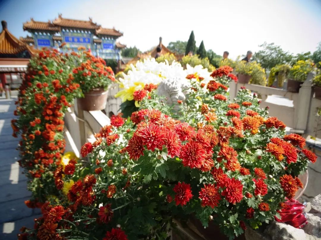 交响音乐会、国际动漫节、自行车赛……菊香十月，开封有约