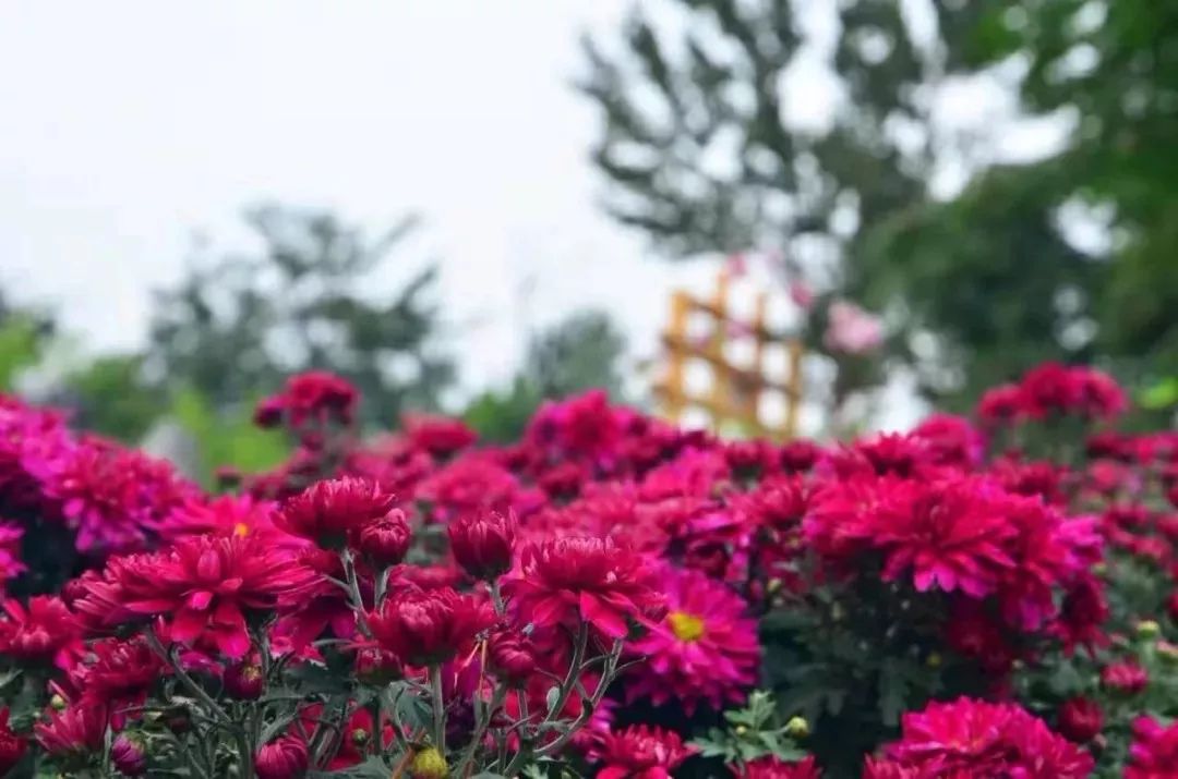 交响音乐会、国际动漫节、自行车赛……菊香十月，开封有约