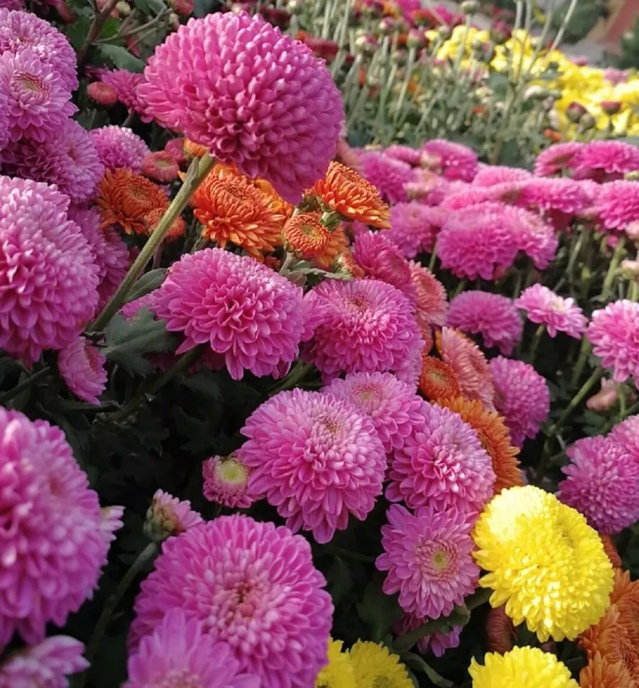“七彩花海”魅力绽放,小伙伴们一起来赏菊~