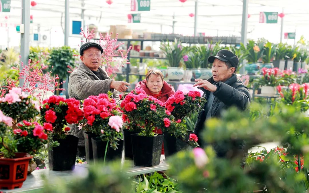 【网络中国节·春节】许昌新春花市年味儿浓