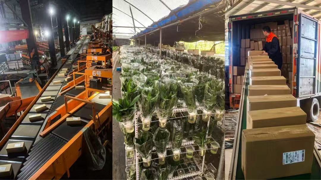 飞书稿件图片
